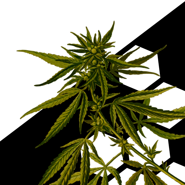 Toda a história do CBD medicinal: China antiga, benefícios e produtos
