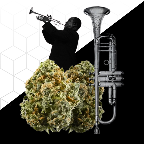 Por que a maconha ficou famosa no meio musical?